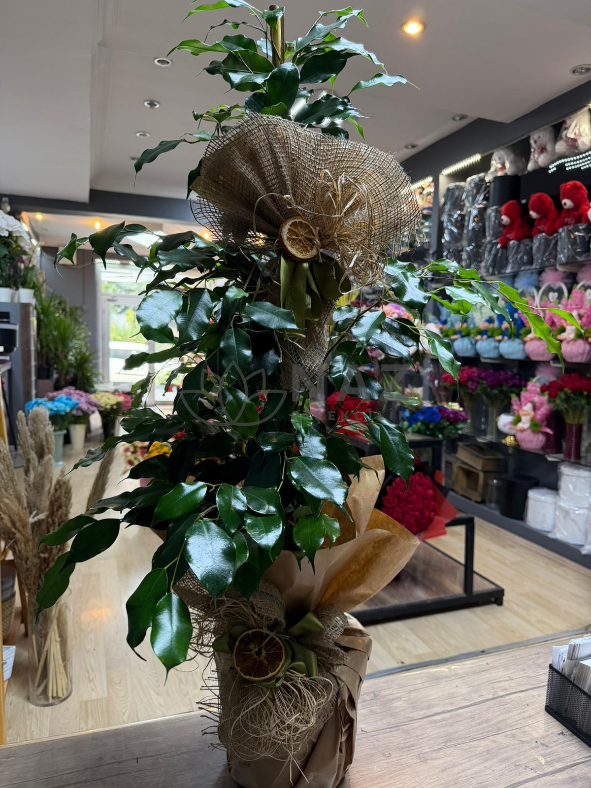 Saksı Ficus Benjamin - Naz Çiçekçilik